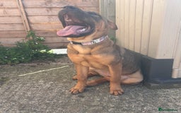 Mixed Breed dogs for sale: Rehoming male and female - Image 14