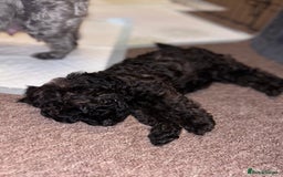Yorkiepoo dogs for sale: Beautiful yorkipoo puppies - Image 26