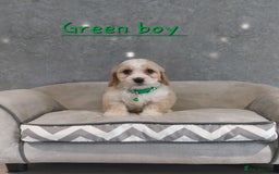 Cavachon dogs for sale: Beautiful F1 Cavachon boys 💙 - Image 11