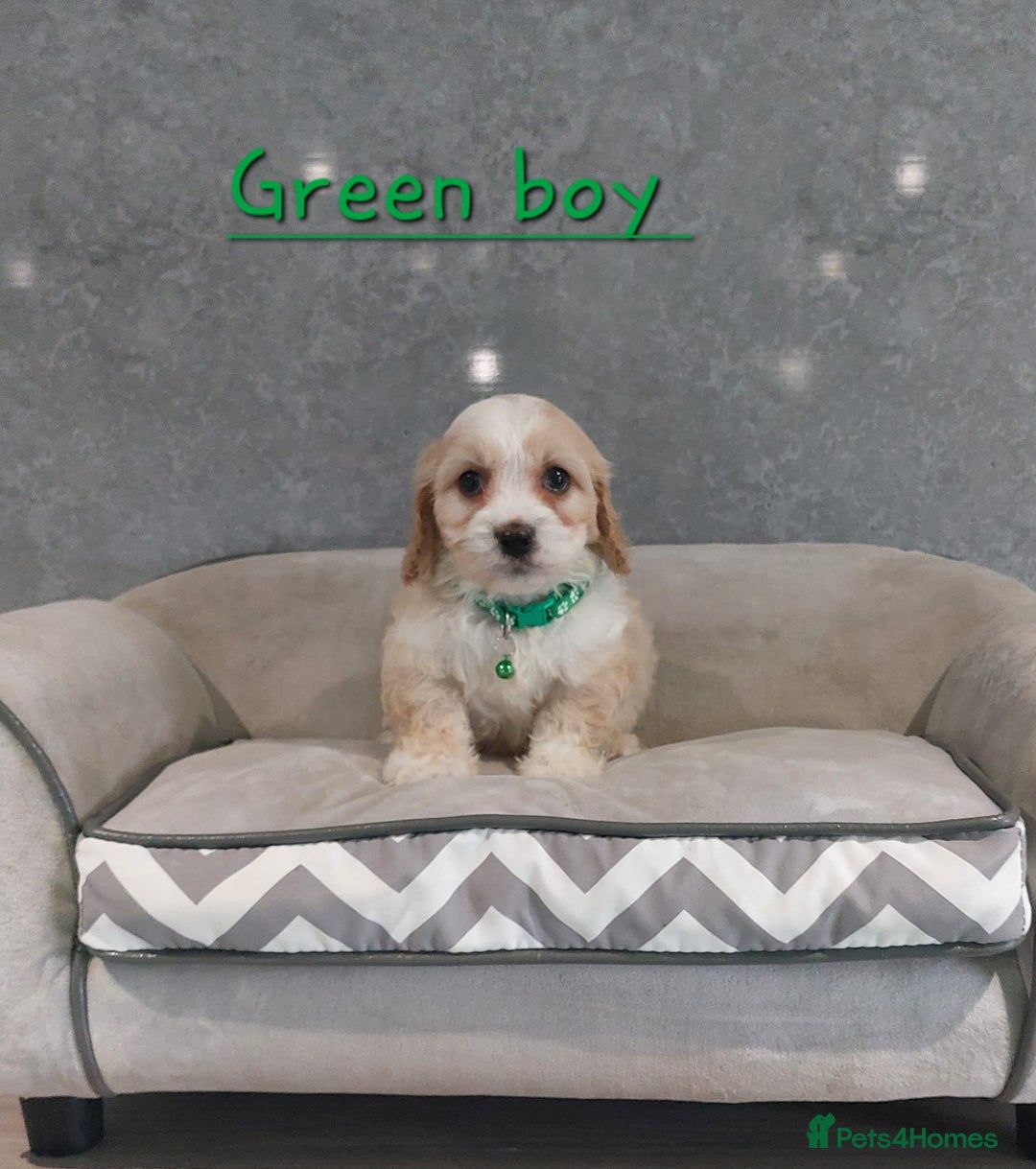 Cavachon dogs for sale: Beautiful F1 Cavachon boys 💙 - Image 11