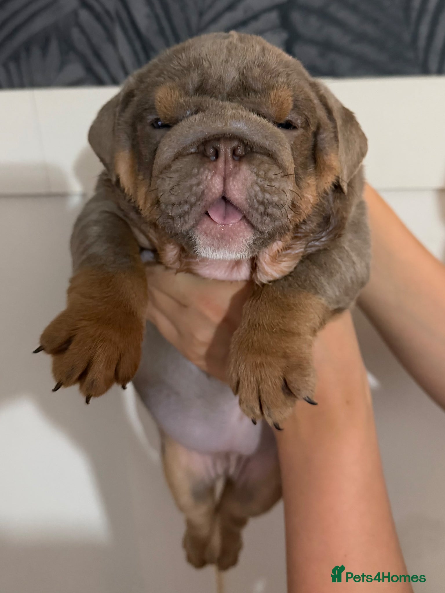 English Bulldog dogs Gorgeous KC English Bulldog Puppies - Advert 1