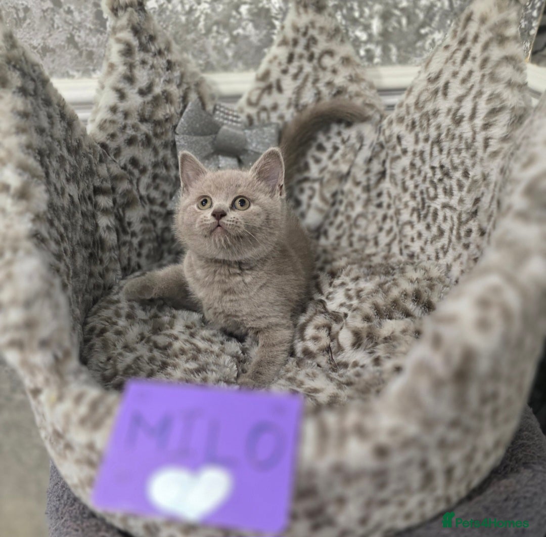 British Shorthair cats for sale: 🩷💜Beautiful British shorthair kittens 💜🩷 - Advert 9