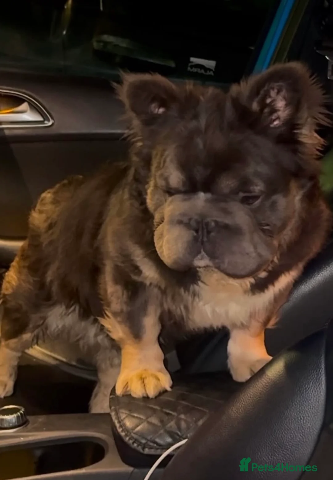 French Bulldog dogs for stud: Fluffy big🪢carrying testable& pink French bulldog in Manchester - Advert 3