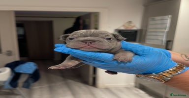 French Bulldog dogs - Advert 2