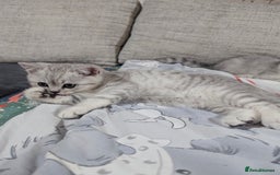 Scottish Fold cats for sale: Scottish straight boys - Image 5