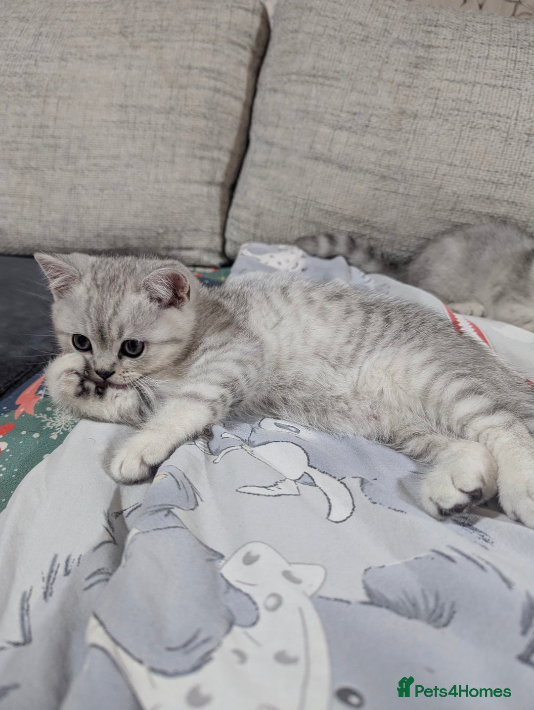 Scottish Fold cats for sale: Scottish straight boys - Image 5