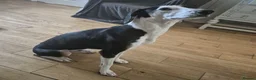 Mixed Breed dogs for sale: Loving 18-Month-Old Dog Needs Home - Advert 2