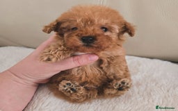 Maltipoo dogs for sale: Toy maltipoo puppies - Image 5