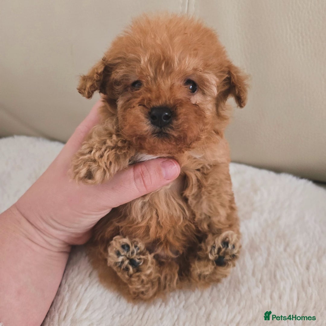 Maltipoo dogs for sale: Toy maltipoo puppies - Image 5