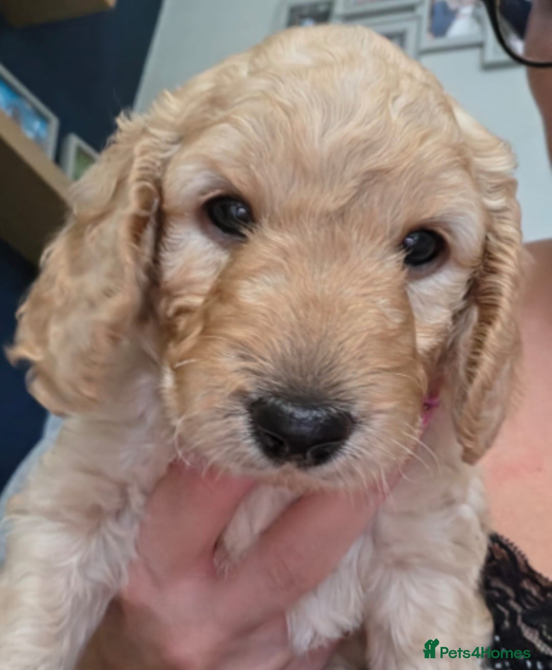 Cockapoo dogs 4 x F2 cockapoos***** only 1 female left.***** - Advert 1