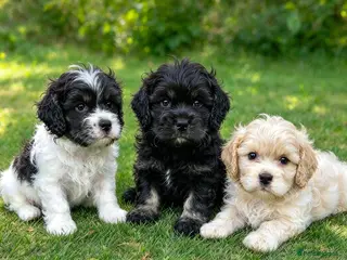 Cockapoo dogs F1b extensively DNA tested American cockerpoo - Advert 2