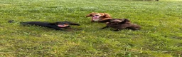 Cocker Spaniel dogs for stud: Working Cocker Spaniel Stud (proven) - Advert 22