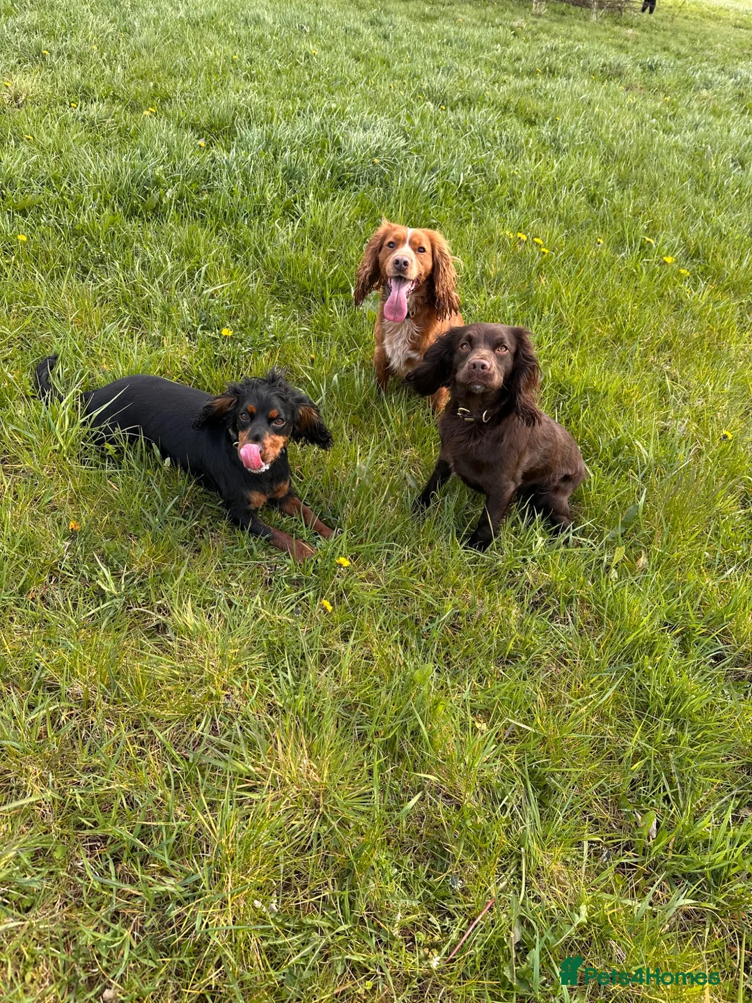 Cocker Spaniel dogs for stud: Working Cocker Spaniel Stud (proven) - Advert 22