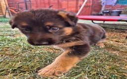 German Shepherd dogs for sale: Straight back German shepherd puppies for sale - Image 11