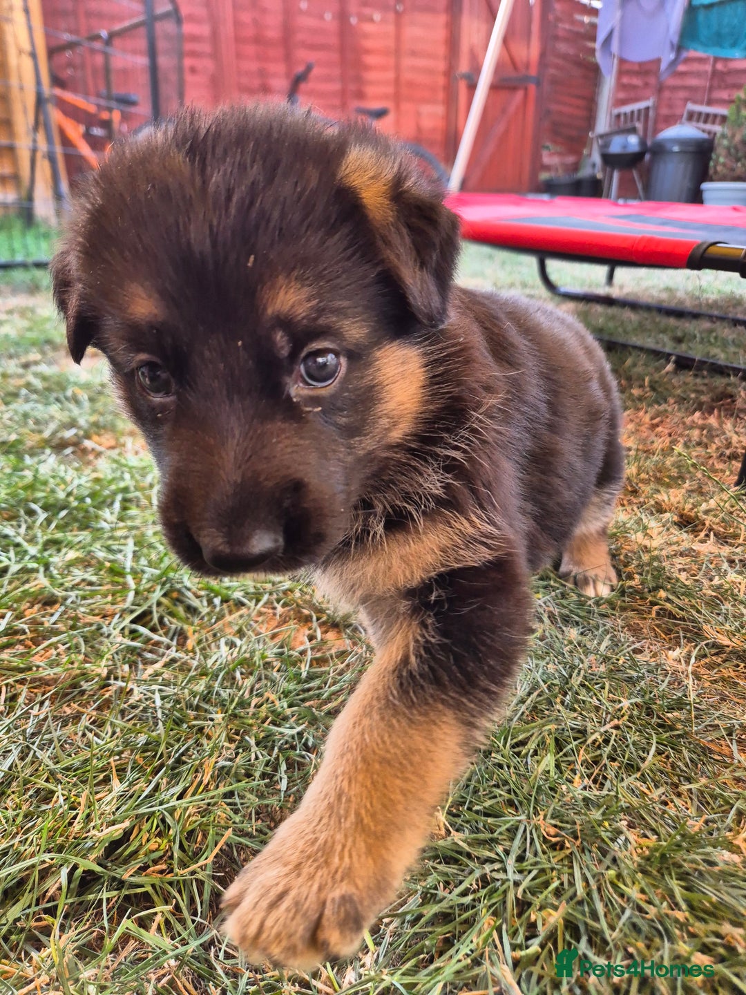 German Shepherd dogs for sale: Straight back German shepherd puppies for sale - Image 11