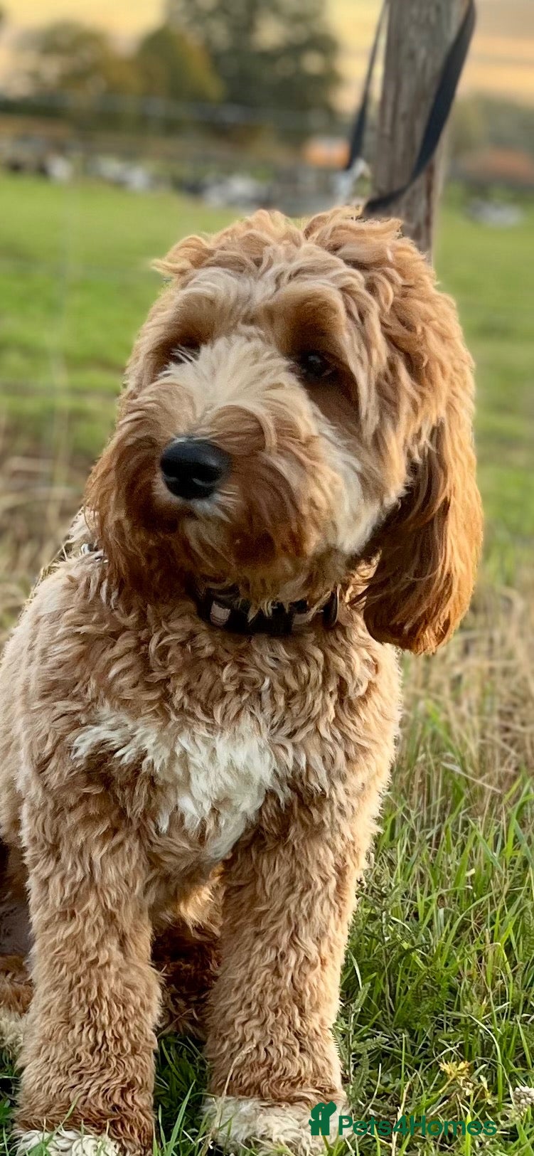 Labradoodle dogs Adorable boy who is fully heath tested - Advert 1