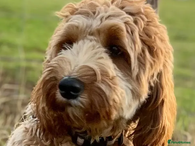 Labradoodle dogs for stud: Adorable Australian boy who is fully heath tested - Advert 1