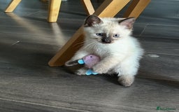 Ragdoll cats for sale: Flame lynx point Ragdoll x kitten Ready to leave - Image 38