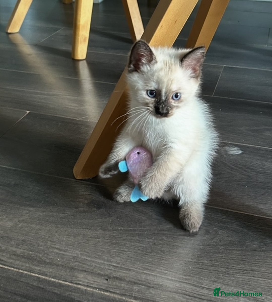 Ragdoll cats for sale: Flame lynx point Ragdoll x kitten Ready to leave - Image 38