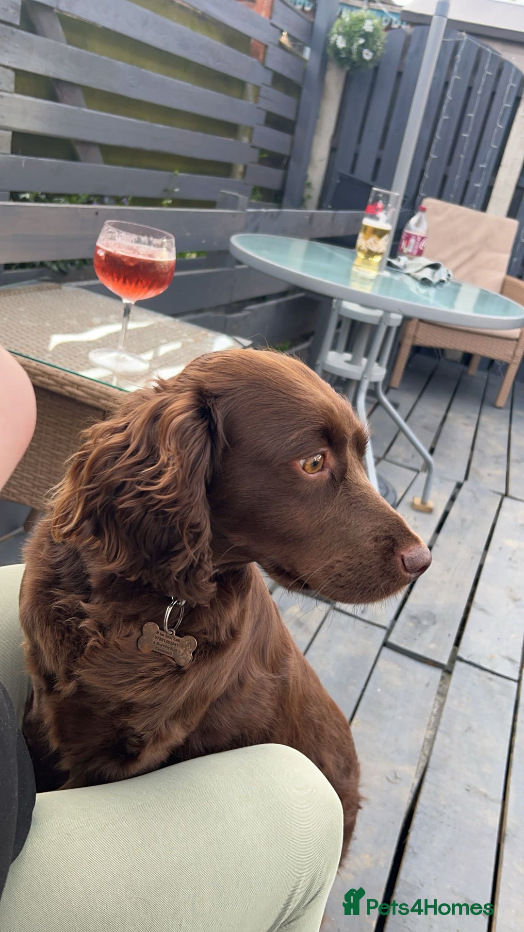 Cocker Spaniel dogs for sale: Help us rehome Female chocolate cocker spaniel  - Advert 3