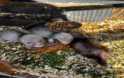 Ferret rodents for sale: home bred ferrets half pole x albino they are grey - Image 1