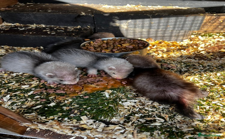 Ferret rodents - Advert 1