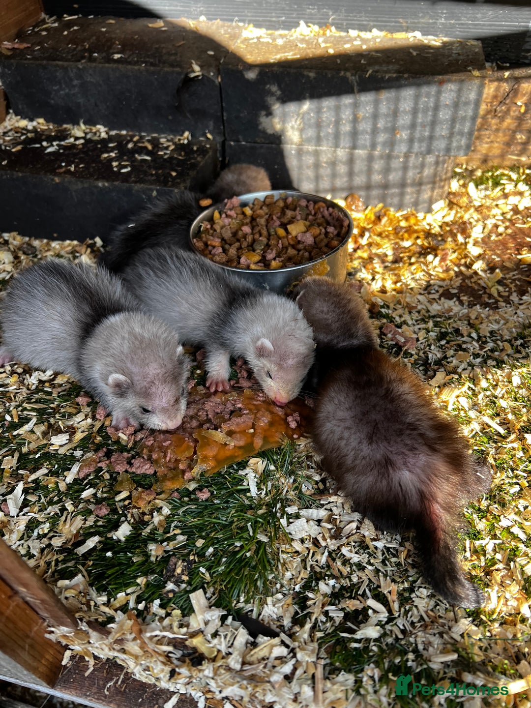 Ferret rodents for sale: home bred ferrets half pole x albino they are grey - Image 1