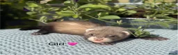 Ferret rodents for sale: Beautiful Kits  - Advert 3