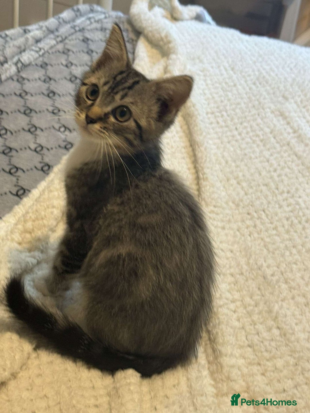 Ragdoll cats for sale: Ragdoll x bengal //// bengal x tabby - Image 1