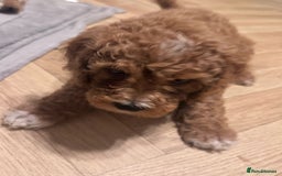 Mixed Breed dogs for sale: Cavapoo X Shihpoo puppies for sale - Image 3