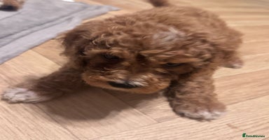 Mixed Breed dogs - Advert 4