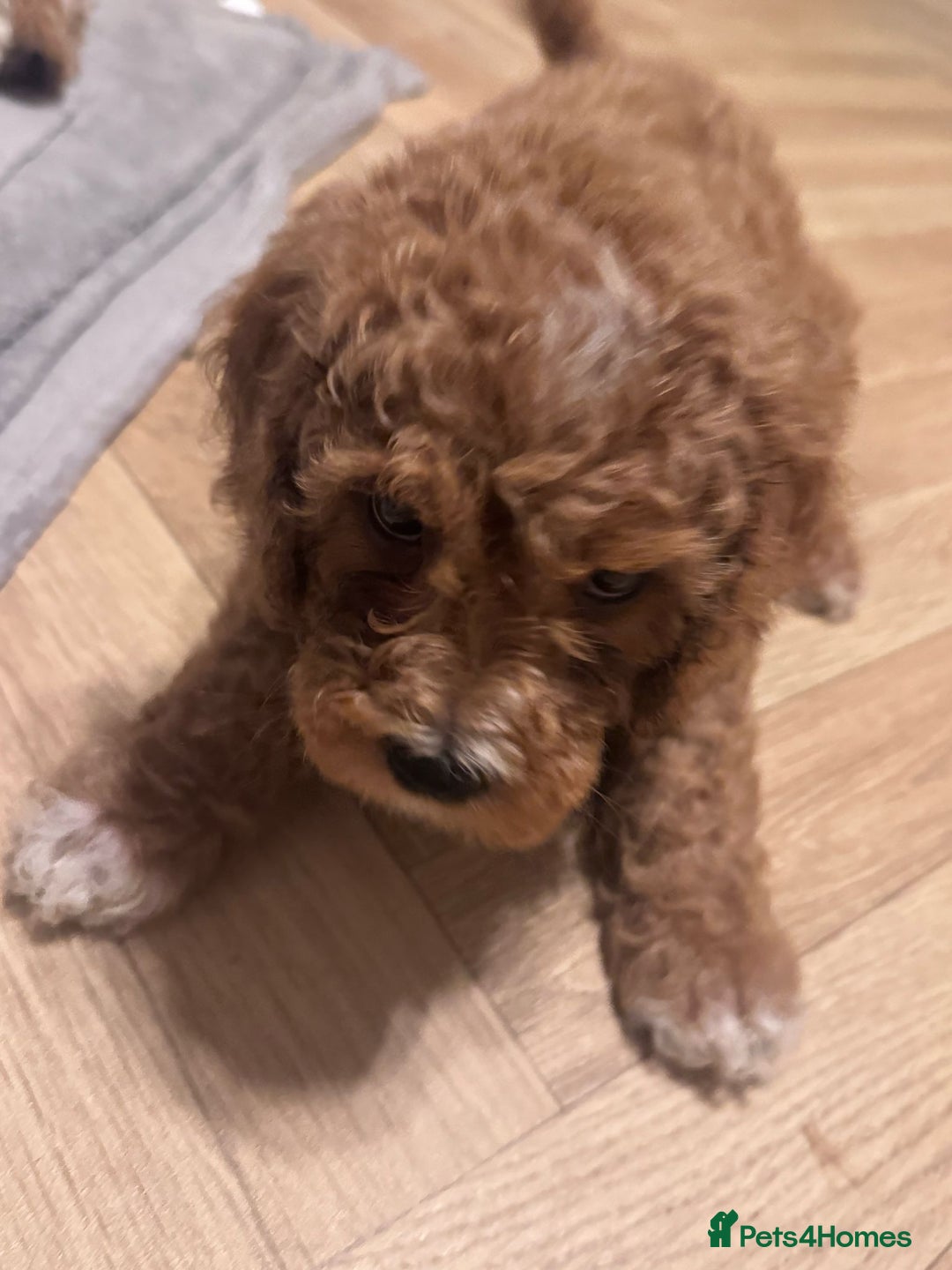 Mixed Breed dogs for sale: Cavapoo X Shihpoo puppies for sale - Image 3