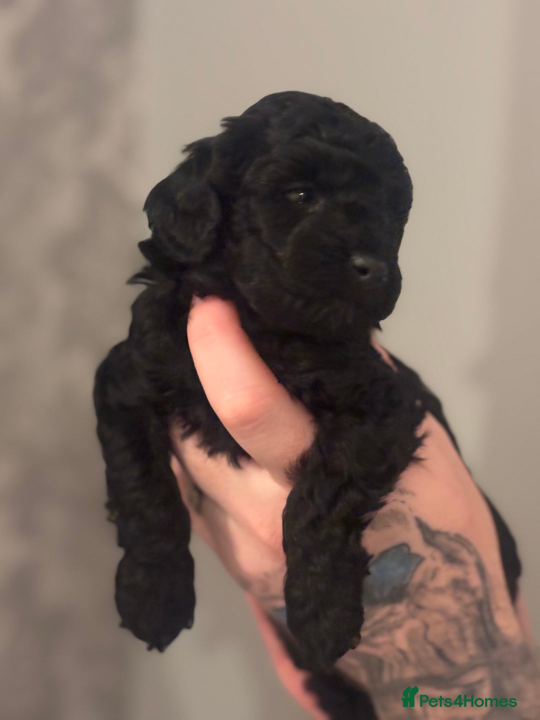 Toy Poodle dogs for sale: Toy poodle puppies *Ready for  ** * - Advert 34
