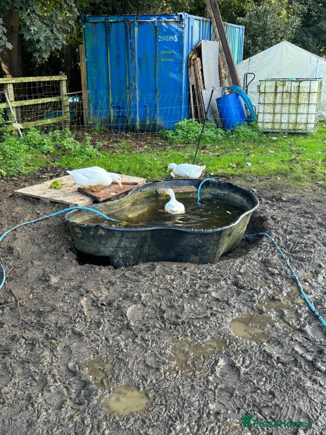 Ducks poultry for sale: Pure Aylesbury Ducklings  in Welwyn Garden City - Advert 6