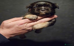 French Bulldog dogs for sale: Fluffy french bulldogs  - Advert 14