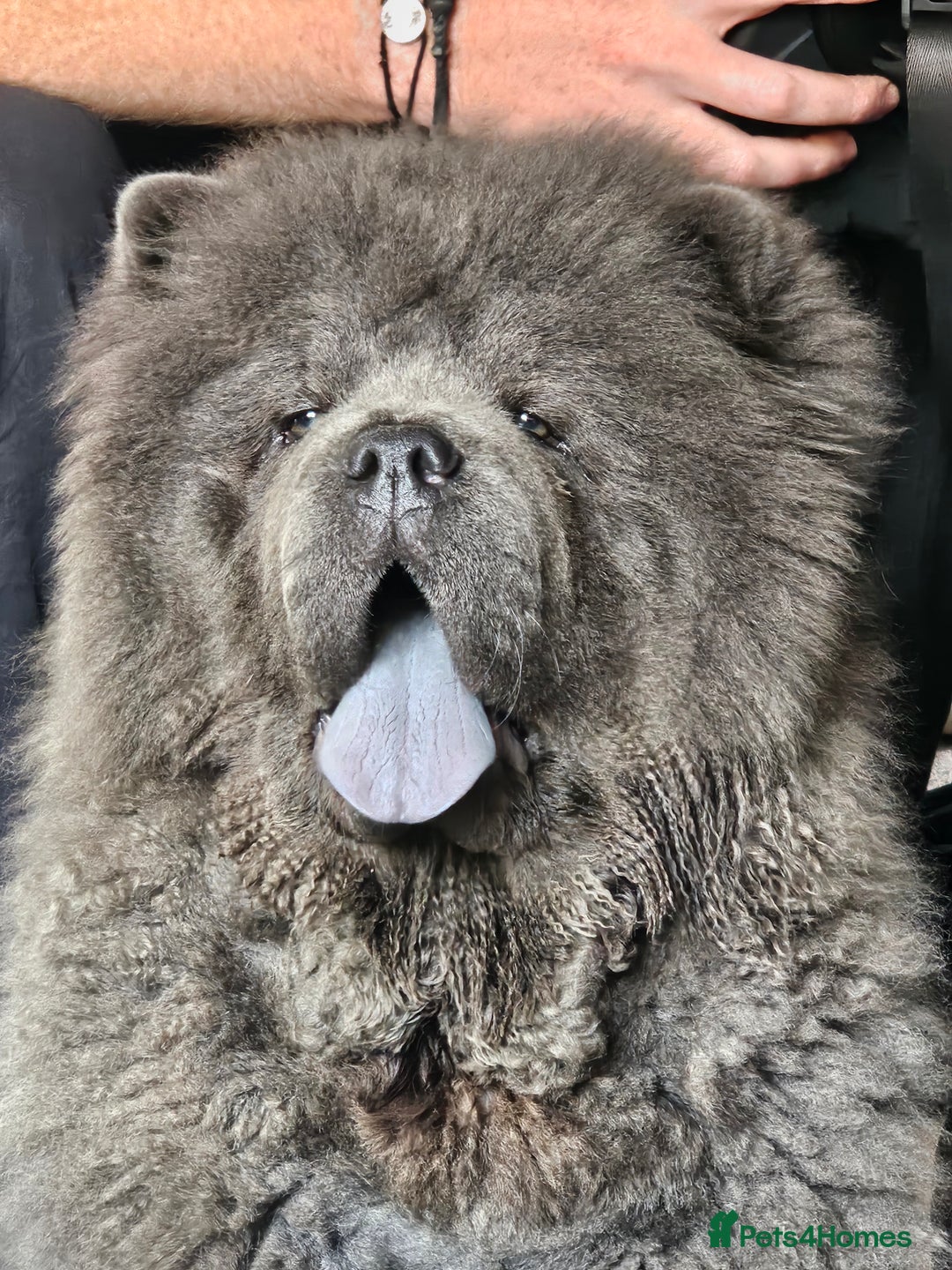 Chow Chow dogs for sale: Chow chow  - Image 12