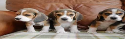 Beagle dogs for sale: Quality Health Tested Beagle Puppies - Advert 10