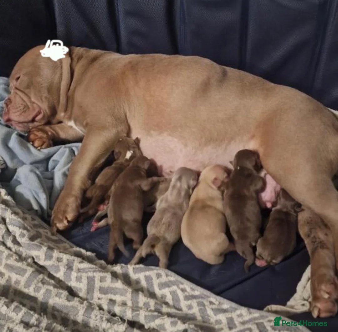 American Bully dogs for sale: Nano and micro bully’s  - Advert 2