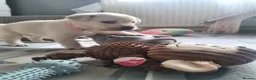 Labrador Retriever dogs for sale: STUNNING LABRADOR PUPPIES ONLY 1 GIRL LEFT. - Advert 17