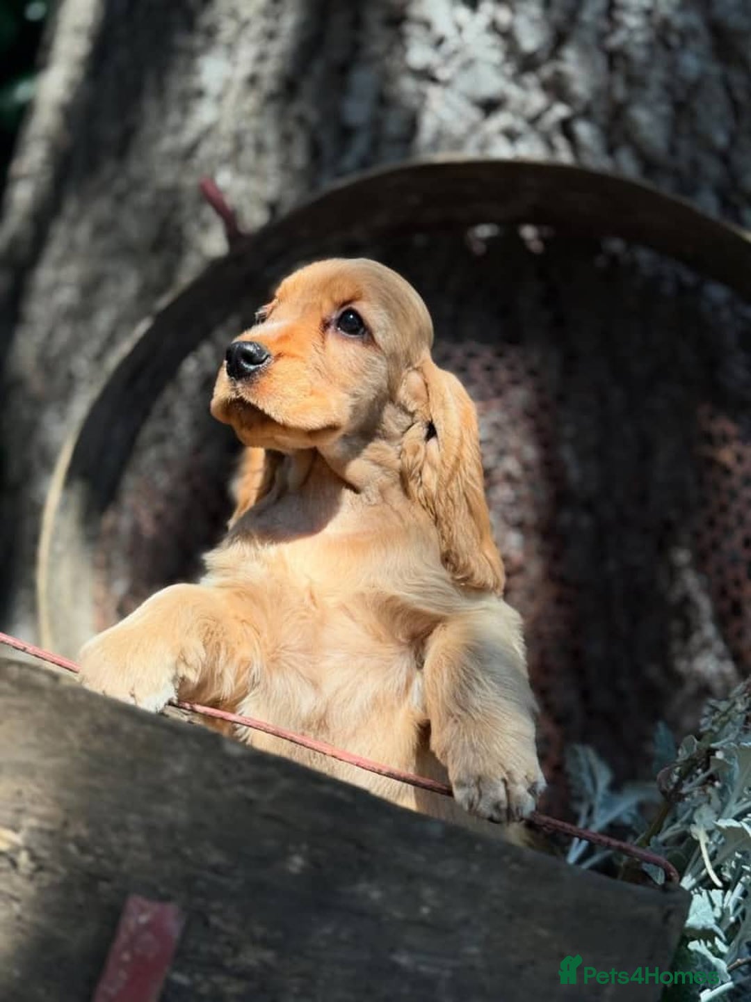 Cocker Spaniel dogs for sale: Beautiful cocker spaniel puppy  - Image 4