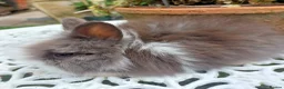 Lionhead rabbits for sale: PUREBRED DOUBLE/TEDDY LION HEAD BABIES  - Advert 3