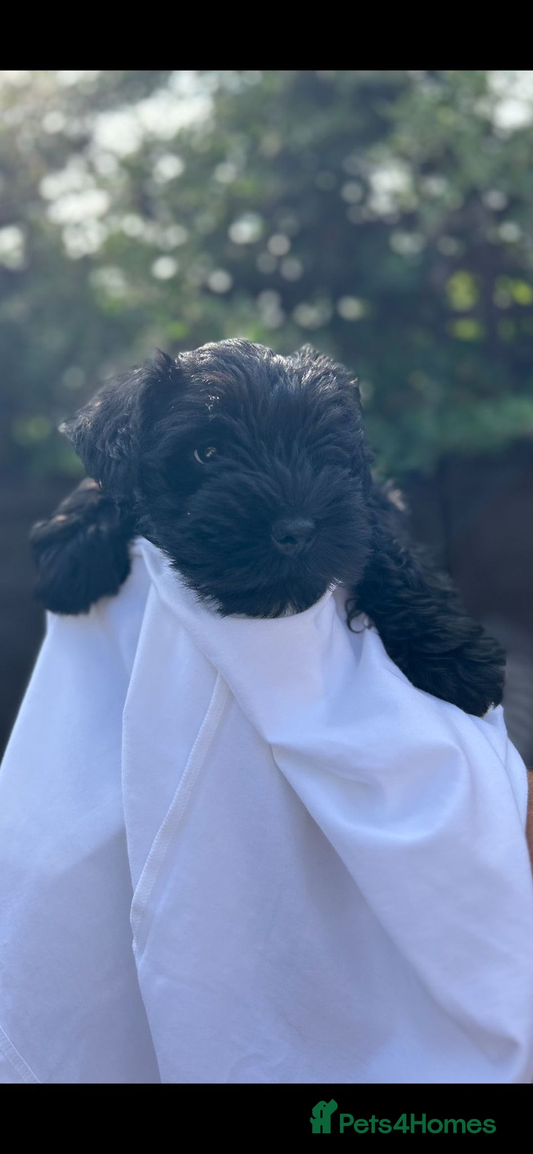 Miniature Schnauzer dogs for sale: Miniature schnauzer puppy - Image 1