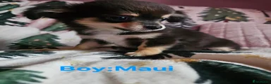 Chihuahua 1