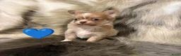 Chihuahua dogs for sale: Lilac long hair chihuahua  - Advert 7