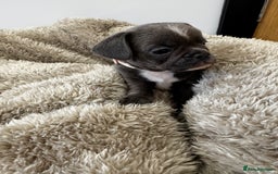 Mixed Breed dogs for sale: Cockapoo x French Bulldog - Image 1