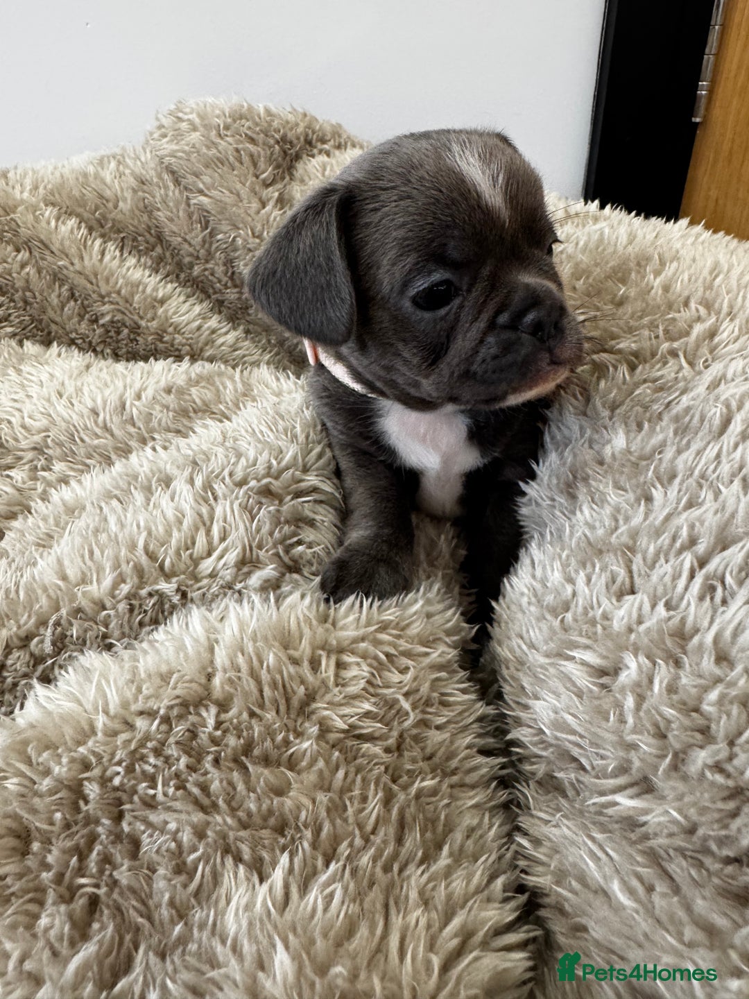 Mixed Breed dogs for sale: Cockapoo x French Bulldog - Image 1