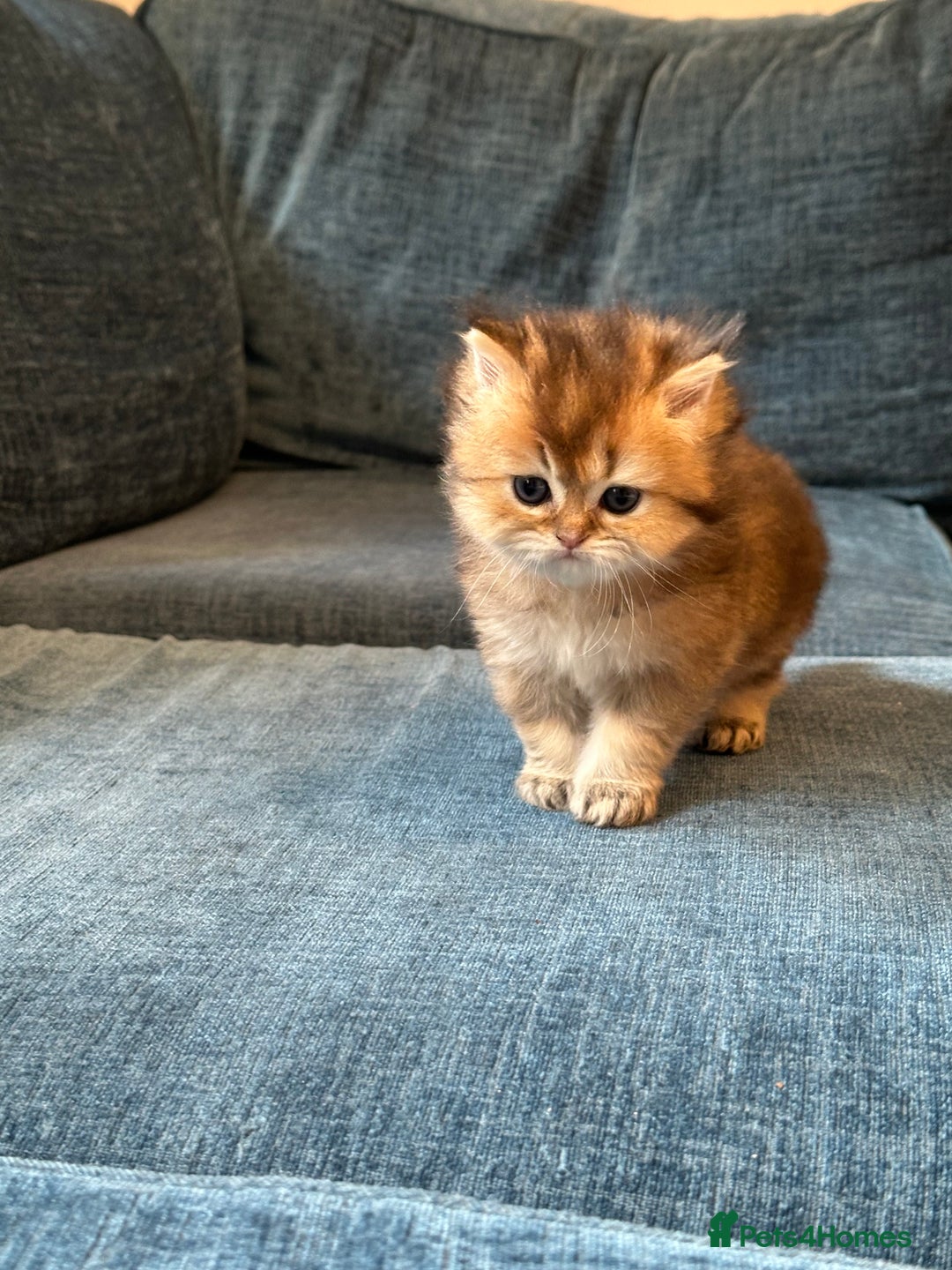 British Longhair cats for sale: Rare Golden Shaded British Longhair Girl Teddy  - Image 22