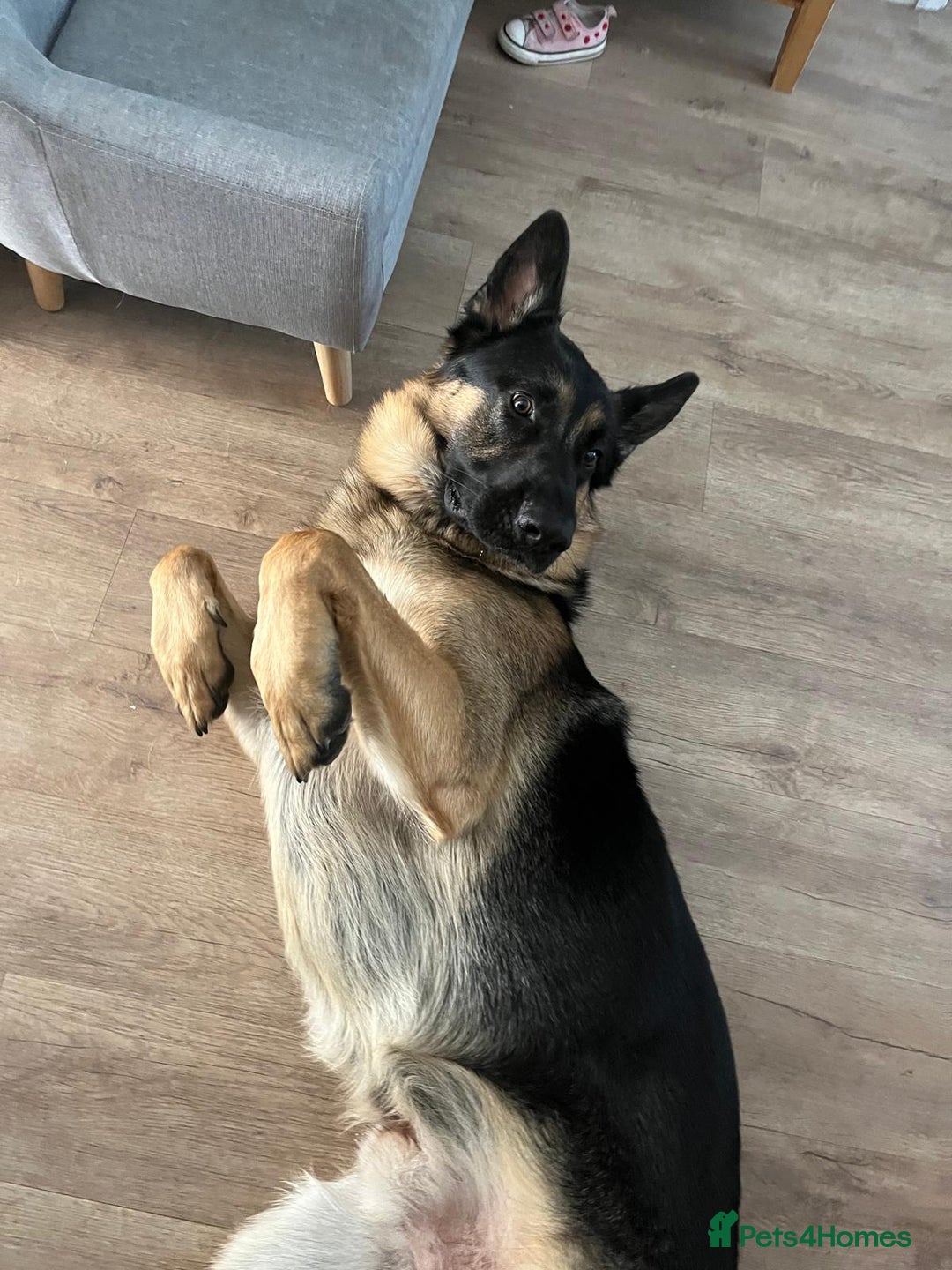 German Shepherd dogs for stud: German Shepherd for Stud - Image 10