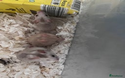 Hamster rodents for sale: baby hamsters  in Bungay - Image 2
