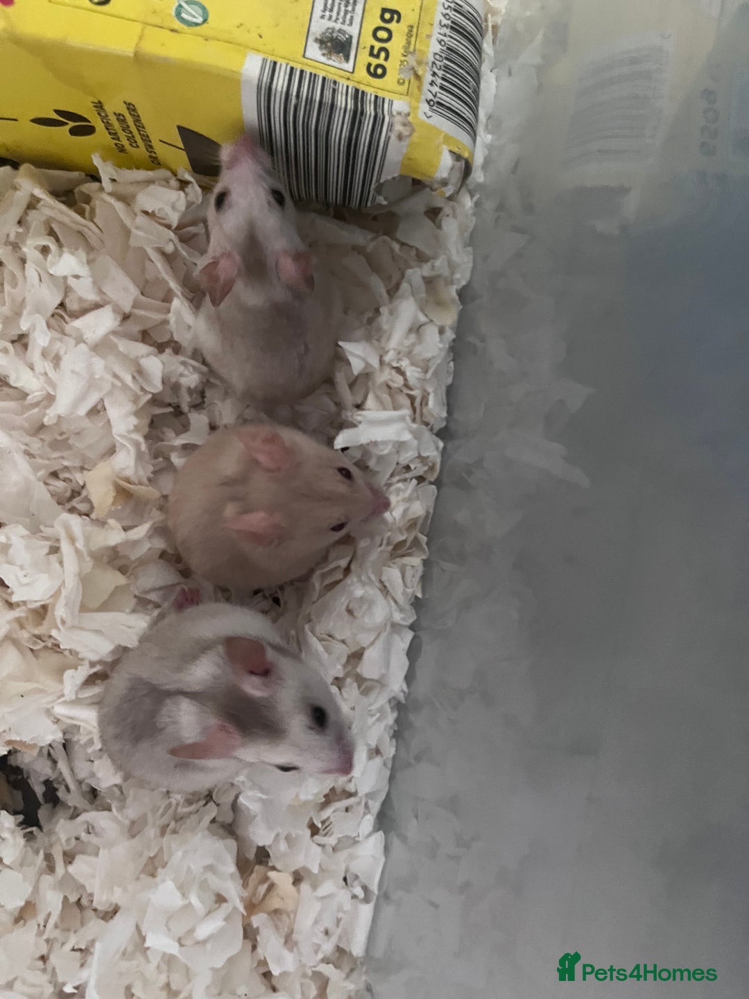 Hamster rodents for sale: baby hamsters  in Bungay - Image 2